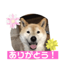 梅吉くん 弍の巻（個別スタンプ：31）