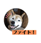 梅吉くん 弍の巻（個別スタンプ：33）