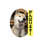 梅吉くん 弍の巻（個別スタンプ：34）