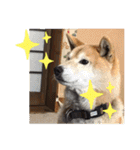 梅吉くん 弍の巻（個別スタンプ：36）