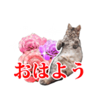仔猫のチョコちゃん（個別スタンプ：1）