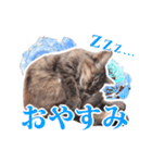 仔猫のチョコちゃん（個別スタンプ：2）