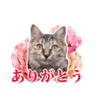 仔猫のチョコちゃん（個別スタンプ：3）