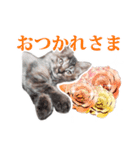 仔猫のチョコちゃん（個別スタンプ：5）