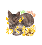仔猫のチョコちゃん（個別スタンプ：8）