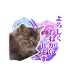 仔猫のチョコちゃん（個別スタンプ：10）
