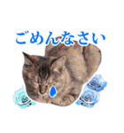 仔猫のチョコちゃん（個別スタンプ：11）
