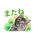 仔猫のチョコちゃん（個別スタンプ：12）