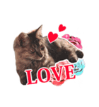 仔猫のチョコちゃん（個別スタンプ：13）