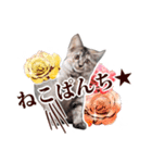 仔猫のチョコちゃん（個別スタンプ：14）
