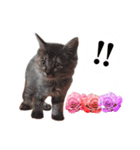 仔猫のチョコちゃん（個別スタンプ：15）