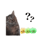 仔猫のチョコちゃん（個別スタンプ：16）