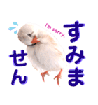 キンカーズの日常Part1（個別スタンプ：12）