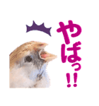 キンカーズの日常Part1（個別スタンプ：30）