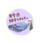 『セキセイインコのおもちくん』by綾恵梨（個別スタンプ：6）