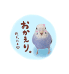 『セキセイインコのおもちくん』by綾恵梨（個別スタンプ：7）