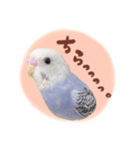 『セキセイインコのおもちくん』by綾恵梨（個別スタンプ：10）