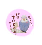 『セキセイインコのおもちくん』by綾恵梨（個別スタンプ：11）