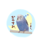 『セキセイインコのおもちくん』by綾恵梨（個別スタンプ：12）