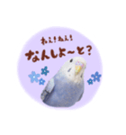 『セキセイインコのおもちくん』by綾恵梨（個別スタンプ：15）