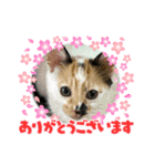 ルフィが歩けるようになる支援スタンプR＆G（個別スタンプ：14）