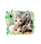 オードリースタンプ（個別スタンプ：4）