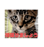 オードリースタンプ（個別スタンプ：17）