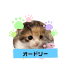 オードリースタンプ（個別スタンプ：24）