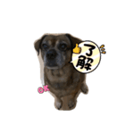 ミックス犬とおしゃべり（個別スタンプ：1）