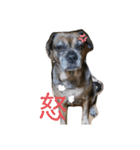 ミックス犬とおしゃべり（個別スタンプ：2）