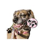ミックス犬とおしゃべり（個別スタンプ：3）