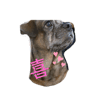 ミックス犬とおしゃべり（個別スタンプ：4）
