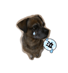 ミックス犬とおしゃべり（個別スタンプ：5）