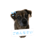 ミックス犬とおしゃべり（個別スタンプ：6）