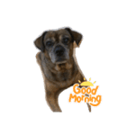ミックス犬とおしゃべり（個別スタンプ：8）