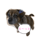 ミックス犬とおしゃべり（個別スタンプ：9）