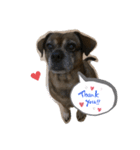 ミックス犬とおしゃべり（個別スタンプ：11）