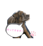 ミックス犬とおしゃべり（個別スタンプ：12）