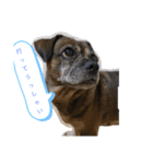 ミックス犬とおしゃべり（個別スタンプ：13）