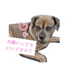 ミックス犬とおしゃべり（個別スタンプ：14）