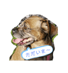 ミックス犬とおしゃべり（個別スタンプ：15）