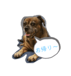 ミックス犬とおしゃべり（個別スタンプ：16）