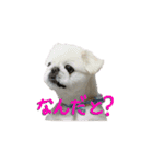 とらくん・スタンプ その3（個別スタンプ：3）