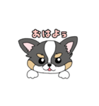 チワワ。ブラックタン＆ホワイト（個別スタンプ：15）
