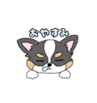 チワワ。ブラックタン＆ホワイト（個別スタンプ：16）