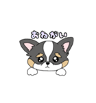 チワワ。ブラックタン＆ホワイト（個別スタンプ：17）