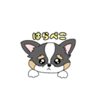 チワワ。ブラックタン＆ホワイト（個別スタンプ：19）