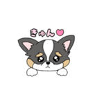 チワワ。ブラックタン＆ホワイト（個別スタンプ：20）