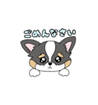チワワ。ブラックタン＆ホワイト（個別スタンプ：22）