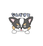チワワ。ブラックタン＆ホワイト（個別スタンプ：25）